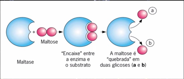 enzima 4
